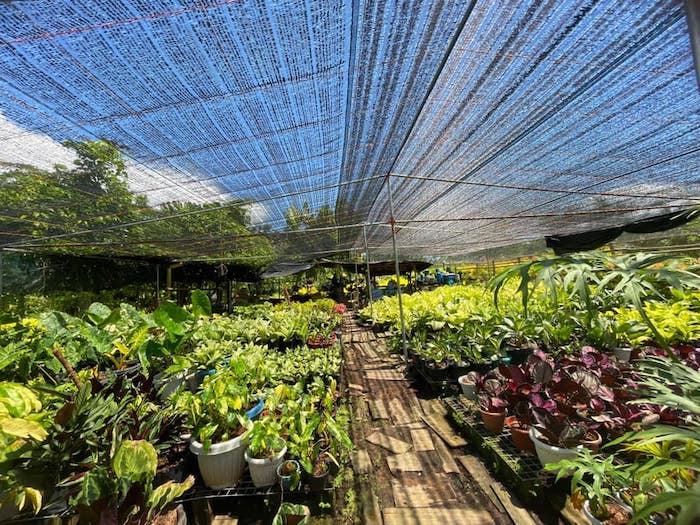 5 Instagrammable flower farms in PH to give you a breath of fresh air